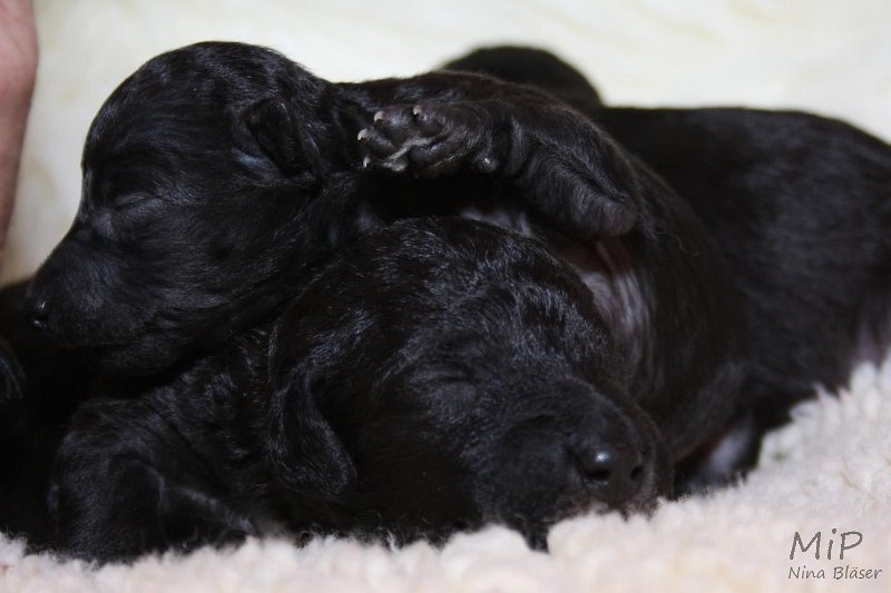 2011-05-07 Puppies Candy & Svet (29).jpg